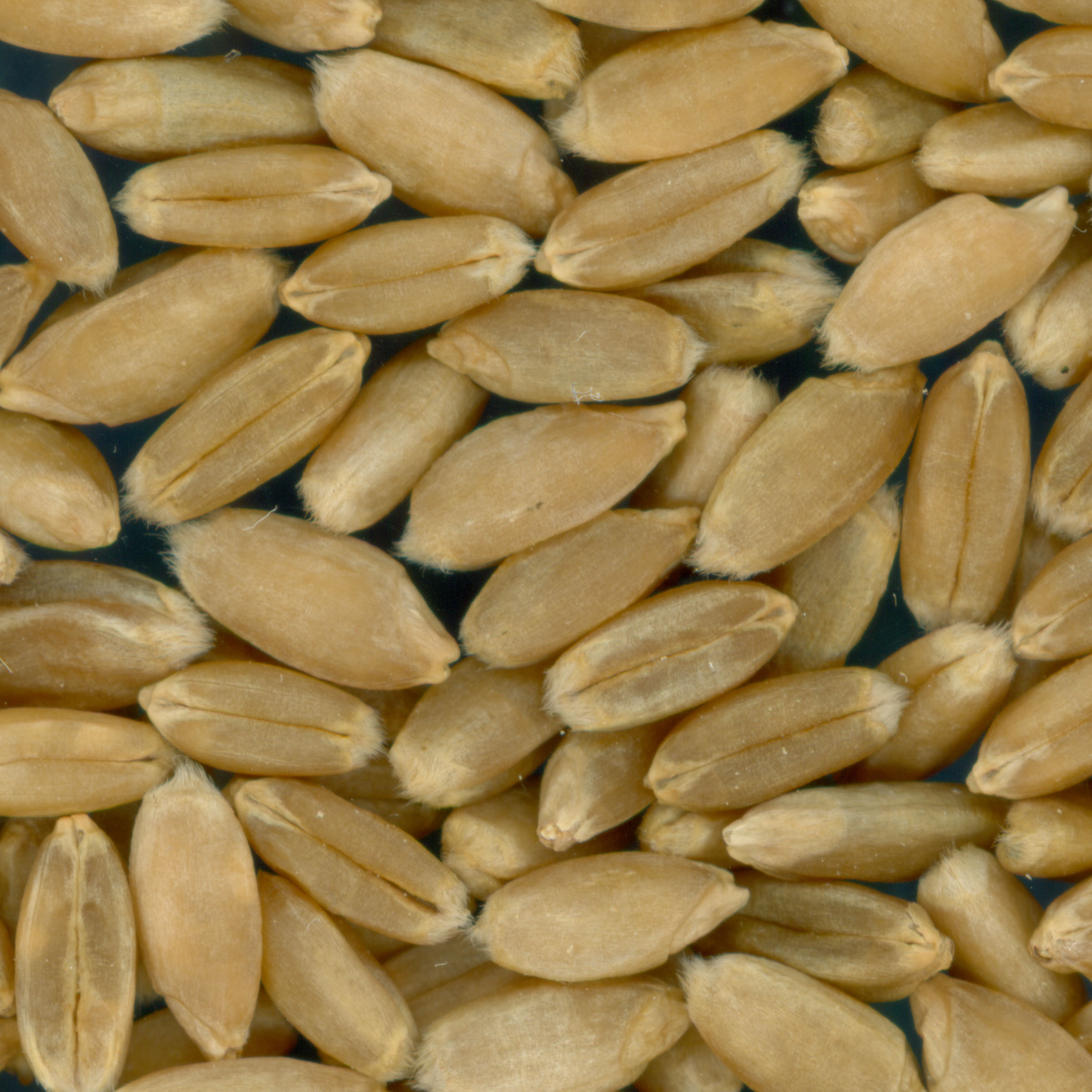 Click for 2 image(s) for this accession. KERNELS